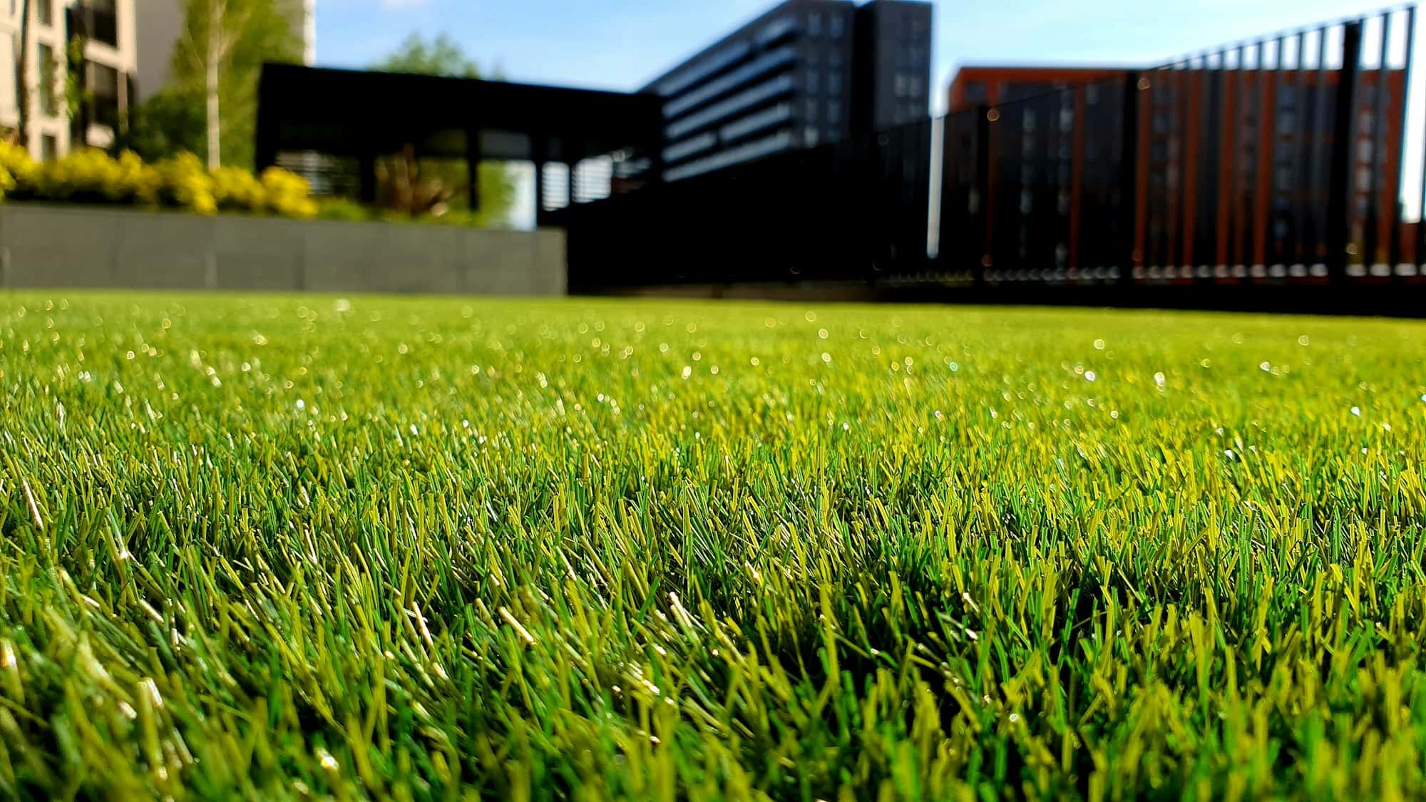 Freshly mown stripes on a healthy green lawn