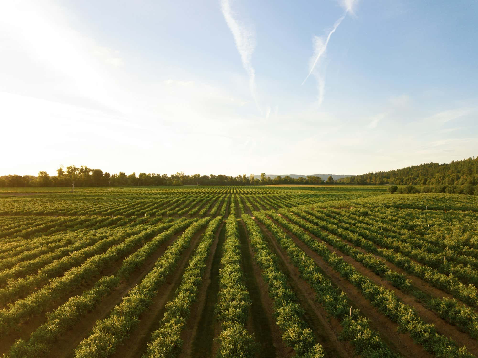 Aerial view of crop rows stretching to the hills at golden hour