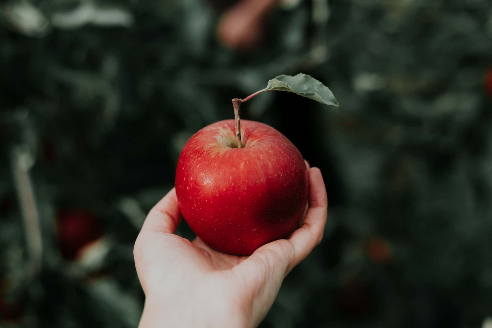 Hand holding a freshly picked red apple in an orchard