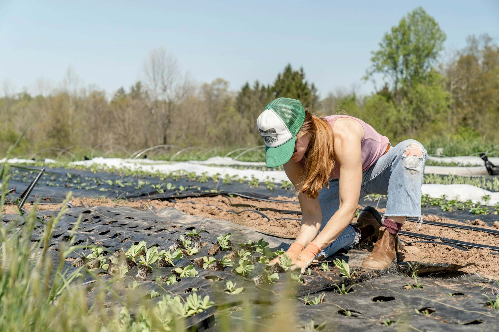 Worker kneeling in a field row doing hands-on crop work