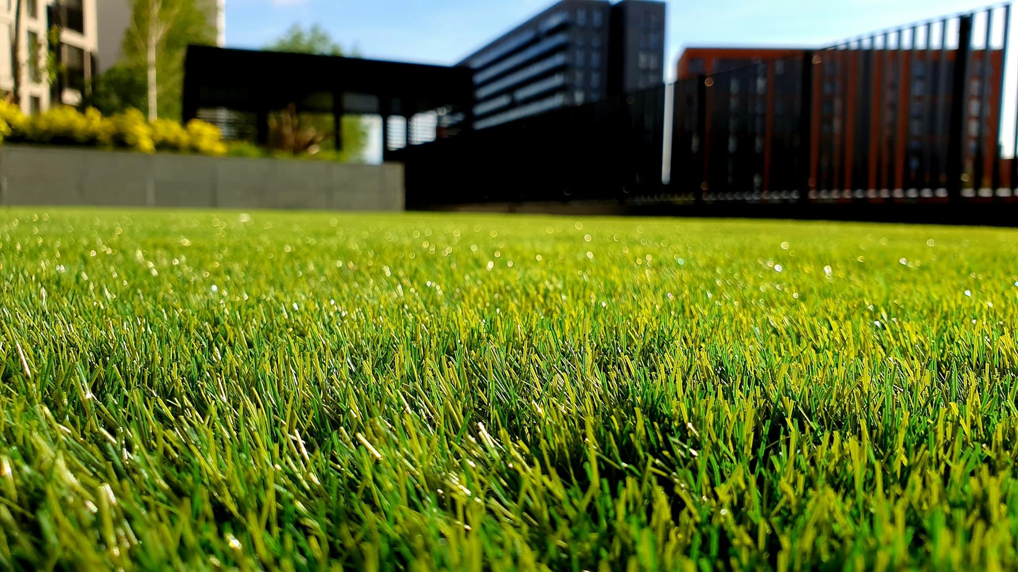 Freshly mown stripes on a healthy green lawn