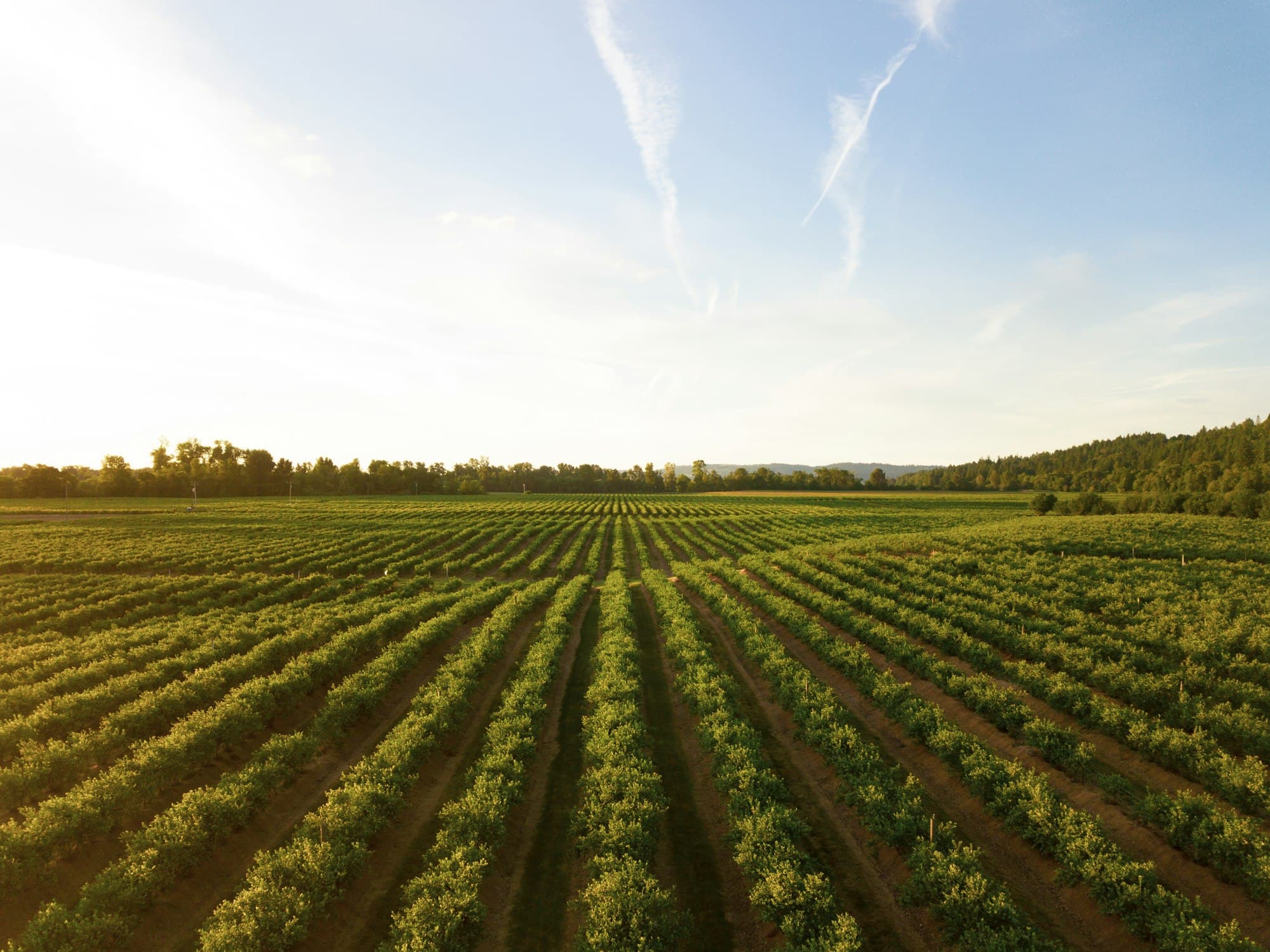 Aerial view of crop rows stretching to the hills