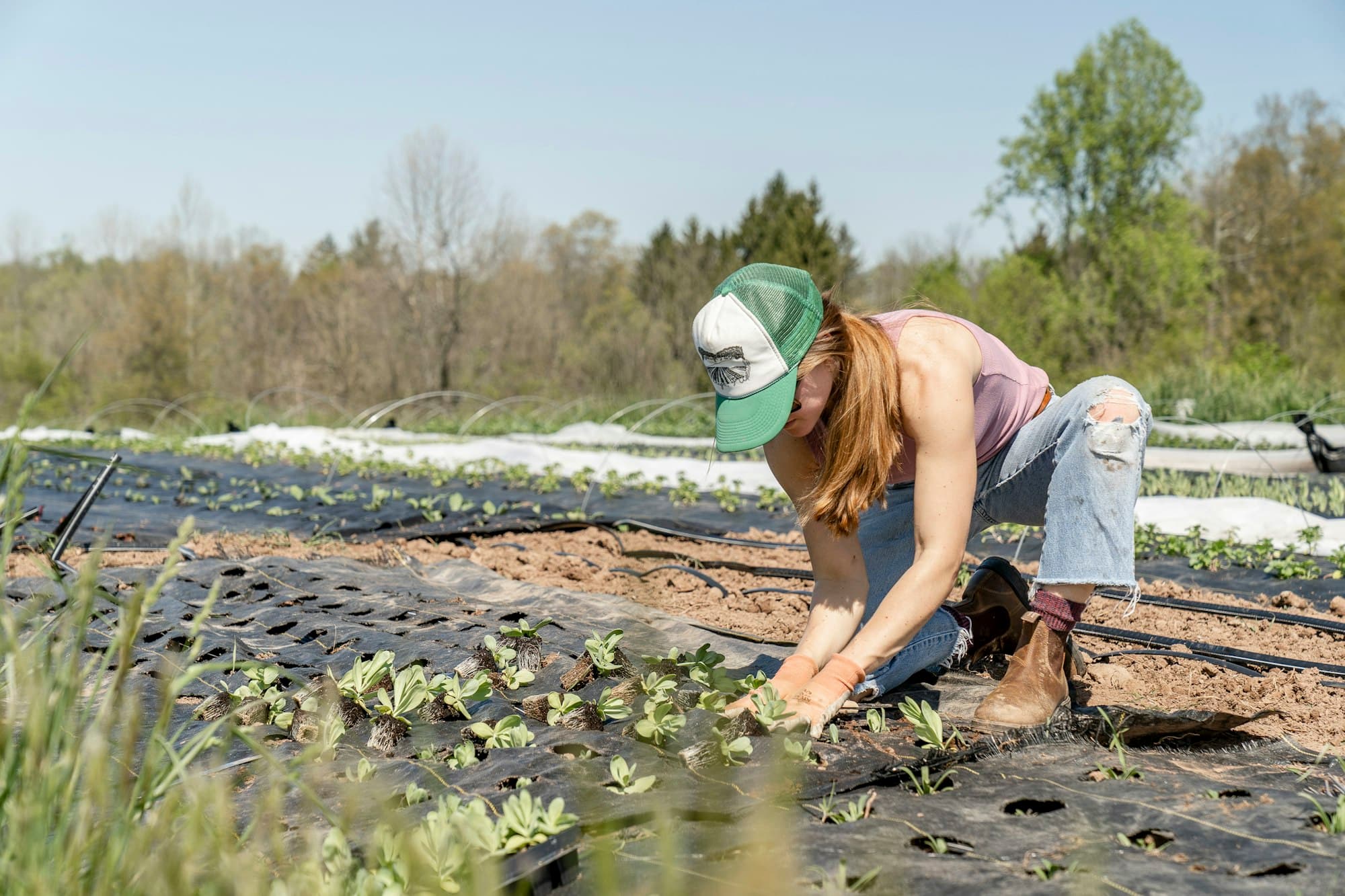 Worker kneeling in a field row doing hands-on crop work